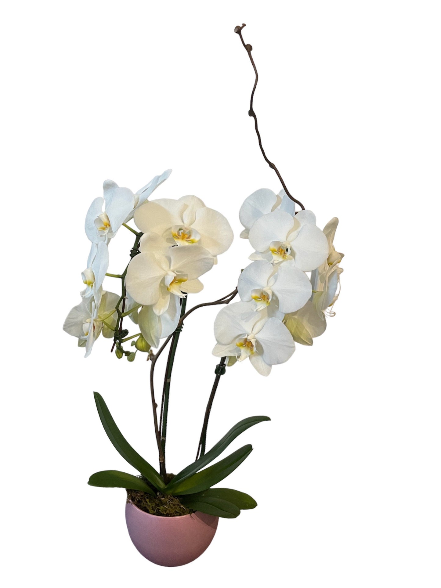 Double Orchid - White - The Detailed Florist