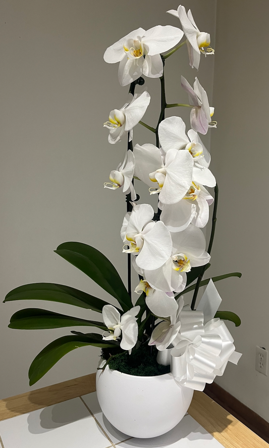 Single Orchid - The Detailed Florist